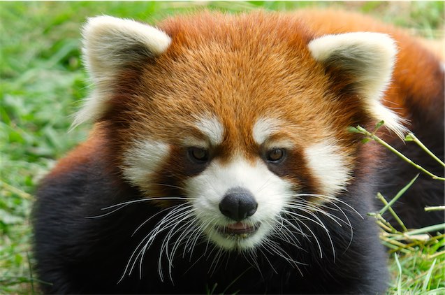 Red Panda 0807